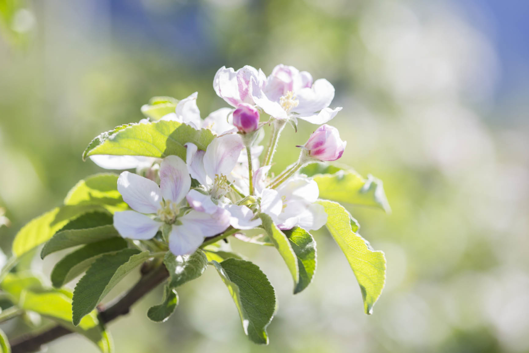 Apfelblüte-Montan