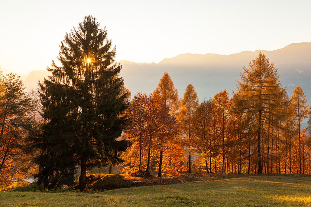 Herbststimmung in Südtirol - Sonnenhof Montan